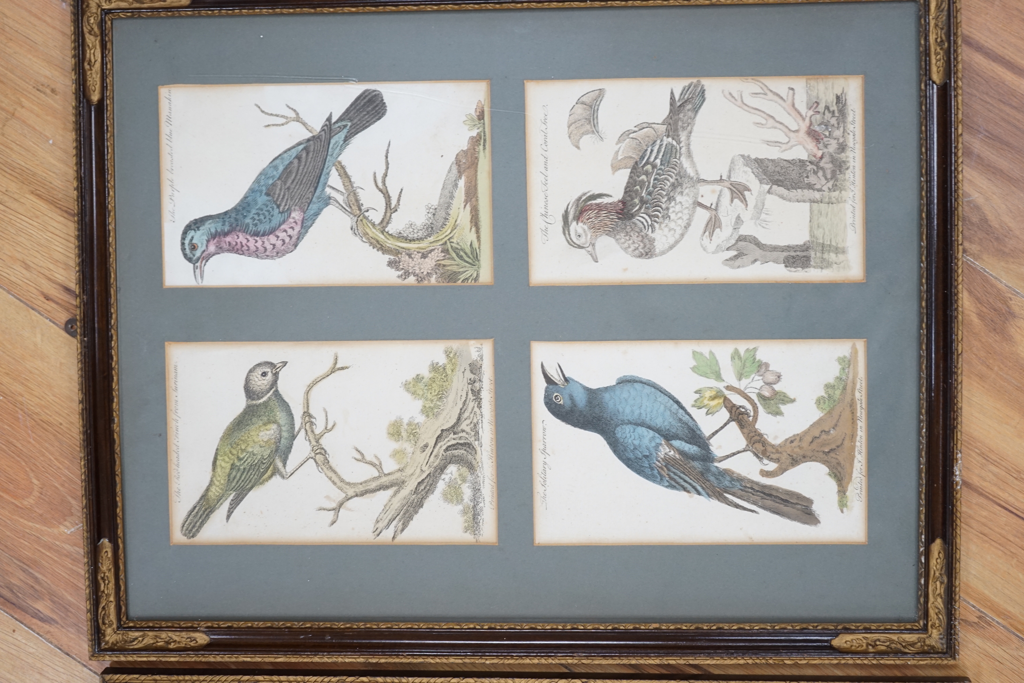 Four 18th century colour engravings, mounted and framed as a pair, Birds and flowers including The Solitary Sparrow and The Black Poppy, each printed for J Hinton, Newgate Street, each with book title pages verso, ‘a sup